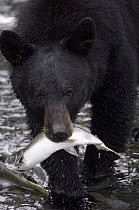 Black Bear (Ursus americanus) with Pink Salmon (Oncorhynchus gorbuscha), Alaska