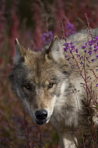 Gray Wolf (Canis lupus) portrait amid Fireweed(Chamerion angustifolium) flowers, Alaska
