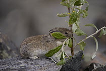 American Pika (Ochotona princeps) chewing on vegetation, Yukon, Canada