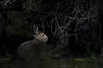 Snowshoe Hare (Lepus americanus) in shadows, Alaska