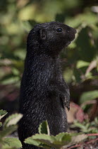 Arctic Ground Squirrel (spermophilus parryii) melanistic dark coloring, Alaska