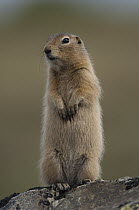 Arctic Ground Squirrel (spermophilus parryii), Yukon, Canada