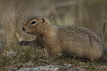 Arctic Ground Squirrel (spermophilus parryii) reaching for grass, Yukon, Canada