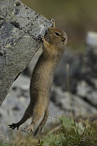 Arctic Ground Squirrel (spermophilus parryii) hanging from rock, Yukon, Canada