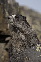 Hoary Marmot (Marmota caligata), Yukon, Canada