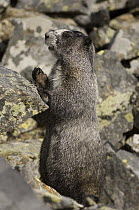 Hoary Marmot (Marmota caligata) camouflaged on rocks, Yukon, Canada
