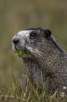 Hoary Marmot (Marmota caligata) feeding, Yukon, Canada