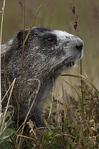 Hoary Marmot (Marmota caligata) feeding on grass, Yukon, Canada