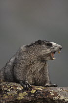 Hoary Marmot (Marmota caligata) calling, Yukon, Canada
