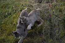 Canada Lynx (lynx canadensis) mother with playful kitten, Alaska