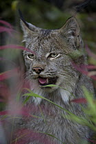 Canada Lynx (lynx canadensis) panting, Alaska