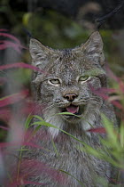 Canada Lynx (lynx canadensis) portrait amid grasses, Alaska
