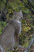Canada Lynx (lynx canadensis), Alaska