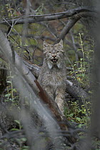 Canada Lynx (lynx canadensis), Alaska