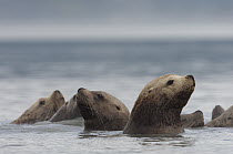 Steller's Sea Lion (Eumetopias jubatus) group, Alaska