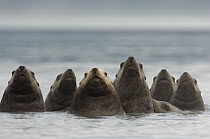 Steller's Sea Lion (Eumetopias jubatus) group of six in a line, Alaska
