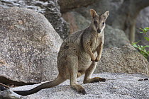 Allied Rock Wallaby (Petrogale assimilis) male on granite rock, Magnetic Island, Queensland, Australia