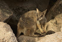 Allied Rock Wallaby (Petrogale assimilis) female on granite rock, Magnetic Island, Queensland, Australia