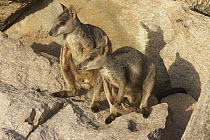 Allied Rock Wallaby (Petrogale assimilis) male and female on granite rock, Magnetic Island, Queensland, Australia