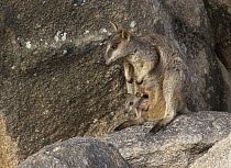 Allied Rock Wallaby (Petrogale assimilis) female with pouched joey sits on granite rock, Magnetic Island, Queensland, Australia