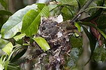 Atherton Scrubwren (Sericornis keri) feeding Fan-tailed Cuckoo (Cacomantis flabelliformis) chick at its nest, Atherton Tableland, Queensland, Australia