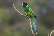 Port Lincoln Parrot (Barnardius zonarius zonarius), Darling Range, Western Australia, Australia