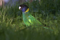 Twenty-eight Parrot (Barnardius zonarius semitorquatus) in grass, Darling Range, Western Australia, Australia