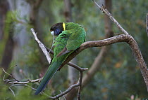 Twenty-eight Parrot (Barnardius zonarius semitorquatus) preening, Darling Range, Western Australia, Australia