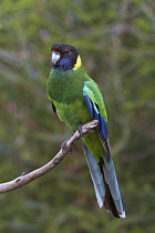 Twenty-eight Parrot (Barnardius zonarius semitorquatus), Darling Range, Western Australia, Australia