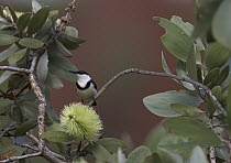 Banded Honeyeater (Certhionyx pectoralis) feeding on flower, Lawnhill River, Queensland, Australia