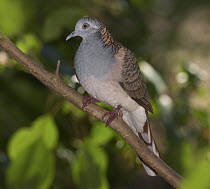 Bar-shouldered Dove (Geopelia humeralis), Toolakea Beach, Queensland, Australia