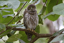 Barking Owl (Ninox connivens) juvenile, Ross River, Townsville, Queensland, Australia