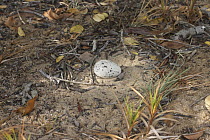 Beach Stone-curlew (Esacus magnirostris) egg in nesting depression above the high tide mark, Toolakea Beach, Queensland, Australia