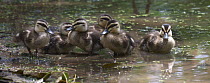 Pacific Black Duck (Anas superciliosa) ducklings bathing in a puddle, Townsville, Queensland, Australia