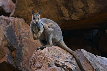 Black-footed Rock Wallaby (Petrogale lateralis) on granite rock, Macdonnell Range, central Australia