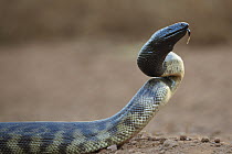 Black-headed Python (Aspidites melanocephalus) in strike pose, Weipa, Queensland, Australia
