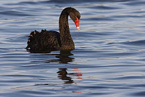 Black Swan (Cygnus atratus) swimming, Mongers Lake, Western Australia, Australia