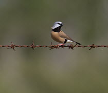 Black-throated Finch (Poephila cincta), white-rumped race, sitting on barb-wire fence, Townsville, Queensland, Australia