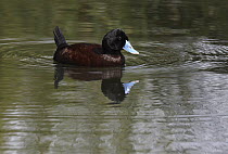 Blue-billed Duck (Oxyura australis) male, Mongers Lake, Western Australia, Australia