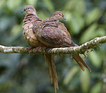 Brown Cuckoo-Dove (Macropygia phasianella) male and female, Atherton Tableland, Queensland, Australia