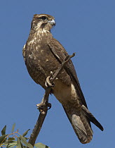 Brown Falcon (Falco berigora), Winton, Queensland, Australia