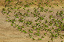 Budgerigar (Melopsittacus undulatus) flock flying, Boulia, Queensland, Australia
