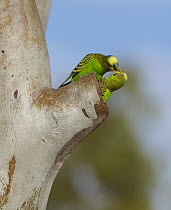 Budgerigar (Melopsittacus undulatus) male and female courting at nesting hollow, Winton, Queensland, Australia
