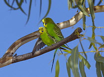 Budgerigar (Melopsittacus undulatus) pair mating, Winton, Queensland, Australia
