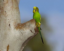 Budgerigar (Melopsittacus undulatus) male and female at nesting hollow, Winton, Queensland, Australia