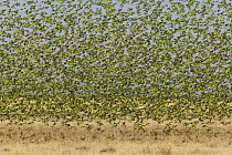 Budgerigar (Melopsittacus undulatus) flock descending to feed on grass, Boulia, Queensland, Australia