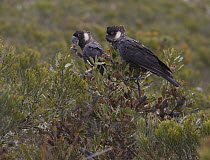 Carnaby's Black Cockatoo (Calyptorhynchus latirostris) feeding, Fitzgerald River National Park, Western Australia, Australia