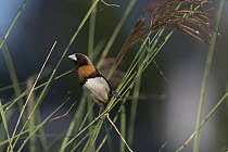 Chestnut-breasted Munia (Lonchura castaneothorax) in grass, Kununurra, Western Australia, Australia