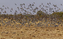 Cockatiel (Nymphicus hollandicus) large flock descending to feed on the grass, Boulia, Queensland, Australia