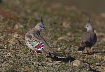 Crested Pigeon (Ocyphaps lophotes) on the ground showing iridescence on wings, Winton, Queensland, Australia